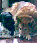 My cat and dog are great friends.